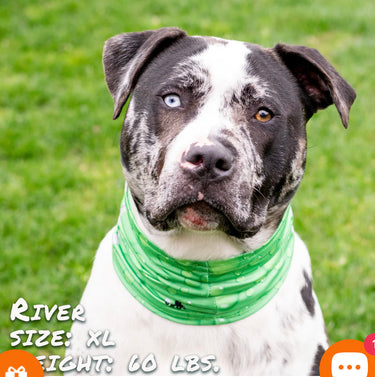 Leashes, Collars, Bandanas & Bowties